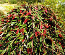 Load image into Gallery viewer, Grevillea Poorinda Royal Mantle Standard
