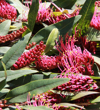 Load image into Gallery viewer, Grevillea Poorinda Royal Mantle Standard
