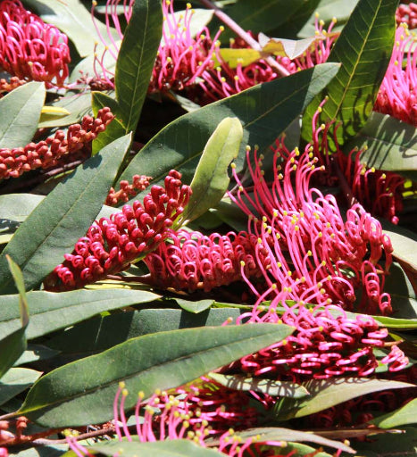 Grevillea Poorinda Royal Mantle Standard