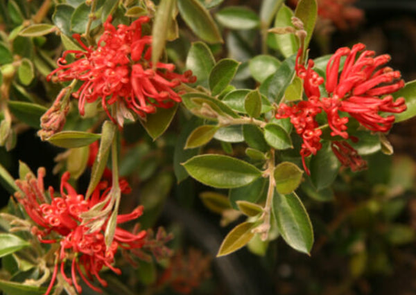 Grevillea Ruby Jewel