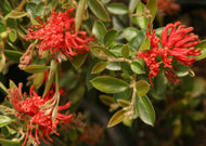 Grevillea Ruby Jewel
