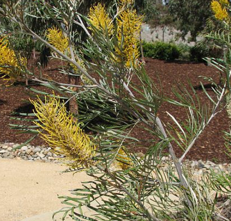 Grevillea Sandra Gordon