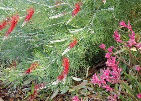 Grevillea Scarlet King