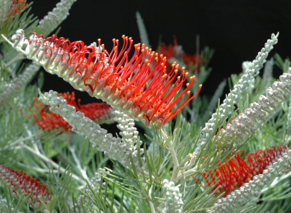 Grevillea Scarlet Moon PBR