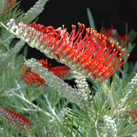 Grevillea Scarlet Moon PBR