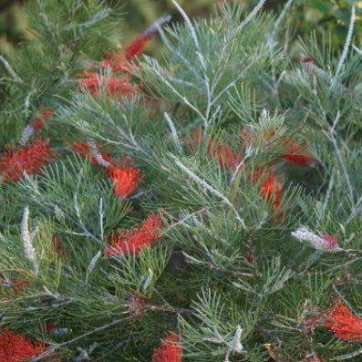 Grevillea Scarlet Moon PBR