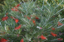 Load image into Gallery viewer, Grevillea Scarlet Moon PBR
