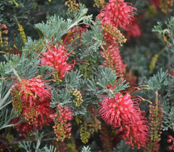 Grevillea Sea Spray