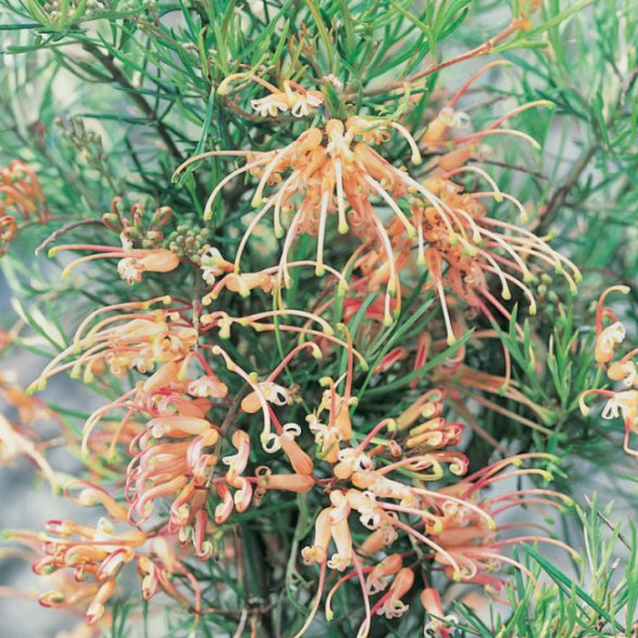 Grevillea semperflorens