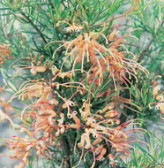 Grevillea semperflorens