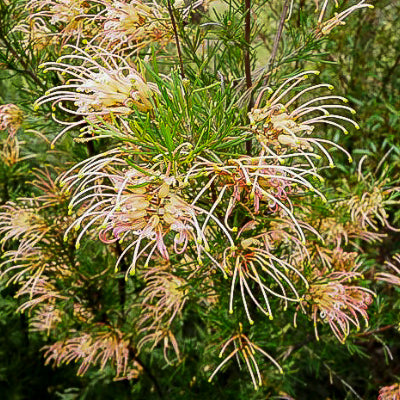 Grevillea semperflorens