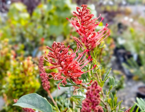 Grevillea Showtime