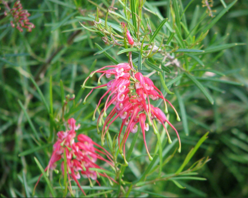 Grevillea Silk Carpet