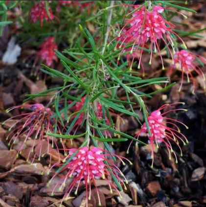 Grevillea Silk Carpet