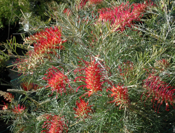 Grevillea Spirit of Anzac