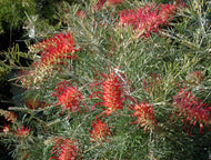 Grevillea RSL Spirit of Anzac PBR
