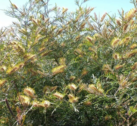 Grevillea Strawberry Blonde