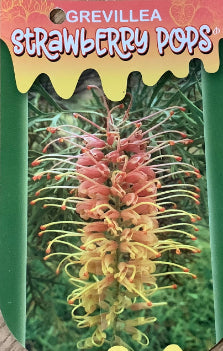 Grevillea Strawberry Pops PBR Intended