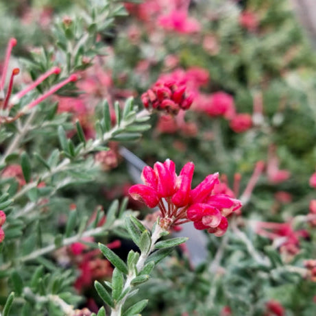 Grevillea Strawberry Smoothie