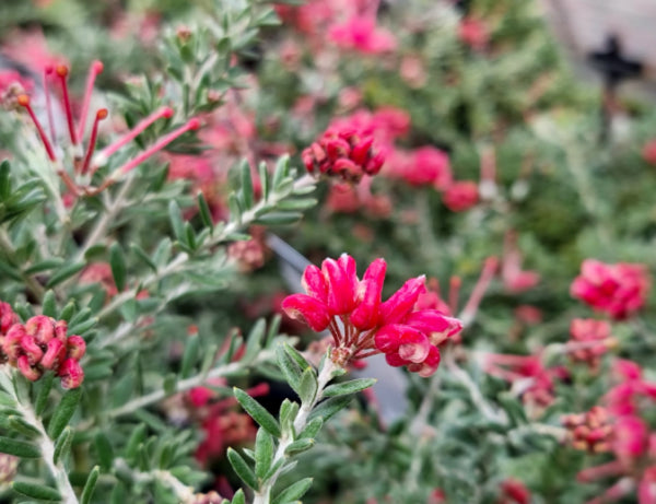 Grevillea Strawberry Smoothie