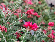 Grevillea Strawberry Smoothie