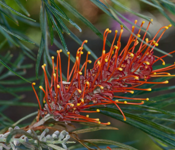 Grevillea Sunset Bronze