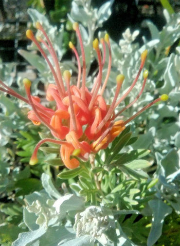 Grevillea Sunrise