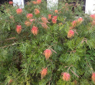 Grevillea Superb