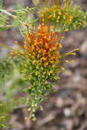 Grevillea Tango Grafted