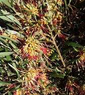 Grevillea Two Tone
