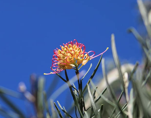 Grevillea Two Tone