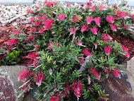 Grevillea Wakiti Gem