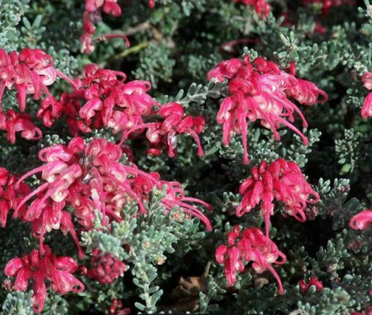 Grevillea Winter Delight