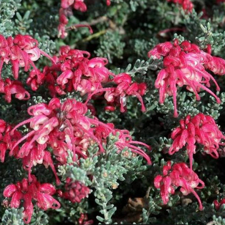 Grevillea lanigera x lavandulacea Winter Delight