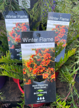 Grevillea Winter Flame