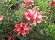 Grevillea Winter Wonder