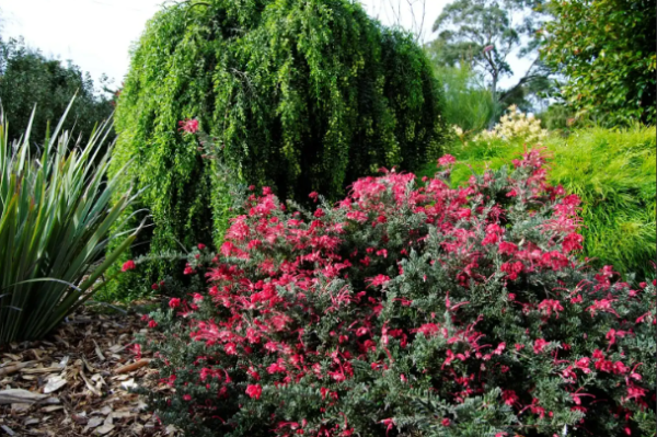 Grevillea Winter Wonder