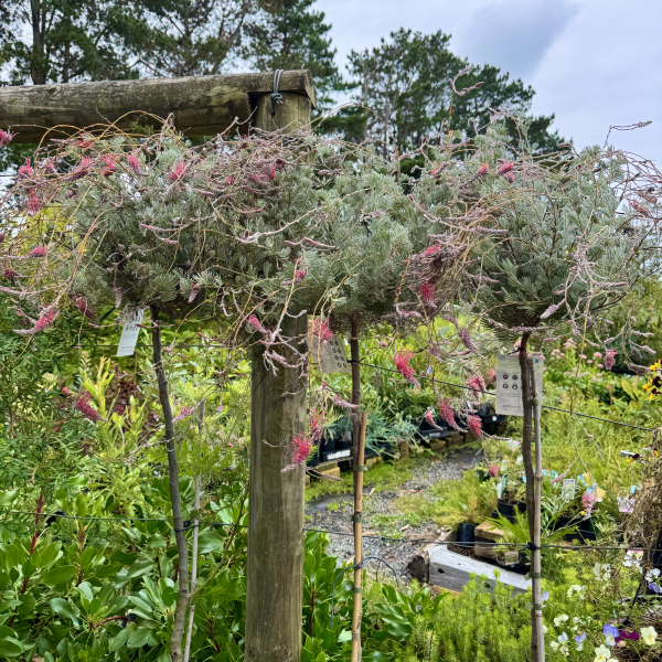 Grevillea thyrsoides Wooly Toothbrush Standard