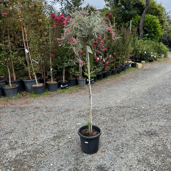 Grevillea thyrsoides Wooly Toothbrush Standard