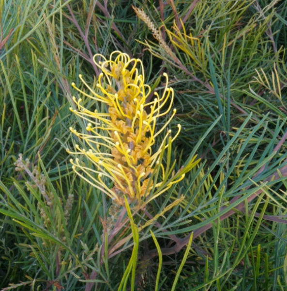 Grevillea Yamba Sunshine