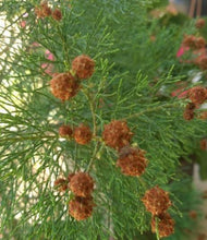 Load image into Gallery viewer, Gymnostoma australianum
