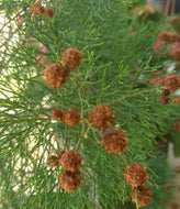Gymnostoma australianum