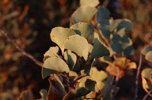 Load image into Gallery viewer, Hakea brownii {Fan Leaf Hakea}
