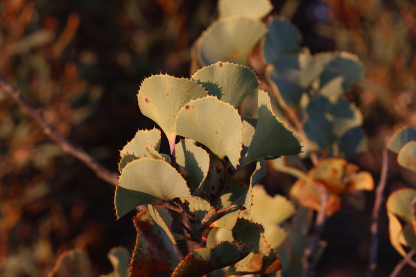 Hakea brownii {Fan Leaf Hakea}