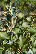 Load image into Gallery viewer, Hakea brownii {Fan Leaf Hakea}
