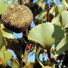 Load image into Gallery viewer, Hakea brownii {Fan Leaf Hakea}
