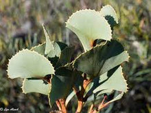 Load image into Gallery viewer, Hakea brownii {Fan Leaf Hakea}
