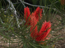 Load image into Gallery viewer, Hakea bucculenta Red Poker
