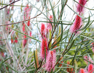 Hakea bucculenta x francisiana Pink Pokers