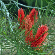 Hakea bucculenta Red Poker